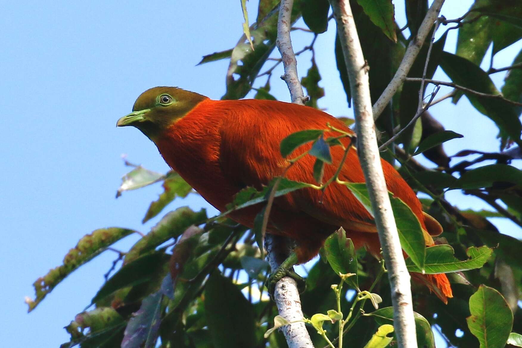 Image of Orange Dove