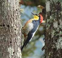 Image of Yellow-fronted Woodpecker