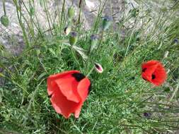 Image of Papaver arenarium M. Bieb.