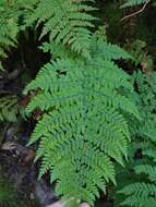 Image de Dryopteris guanchica Gibby & Jermy