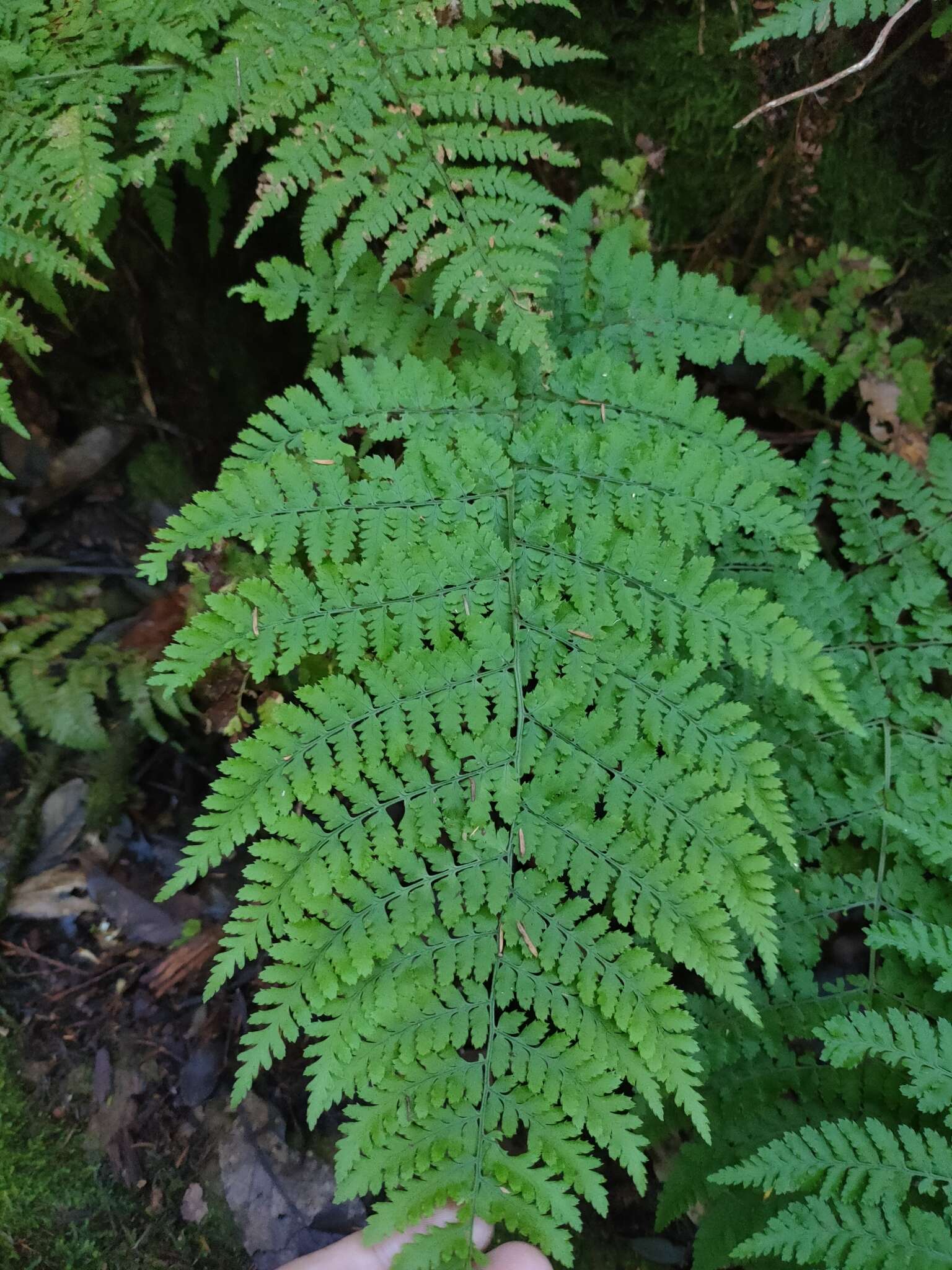 Image de Dryopteris guanchica Gibby & Jermy