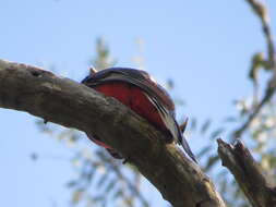 Trogon surrucura Vieillot 1817 resmi