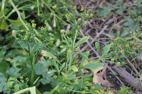 Image of cursed buttercup