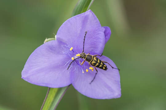 Image of Zebra Longhorn