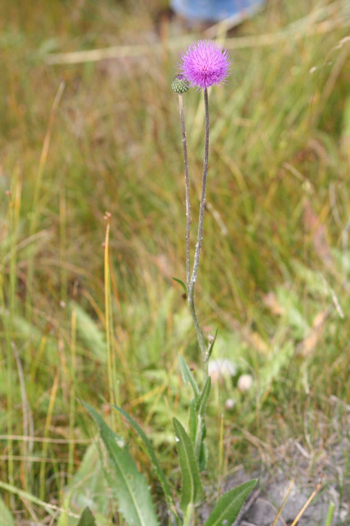 Image of Queen Anne's thistle