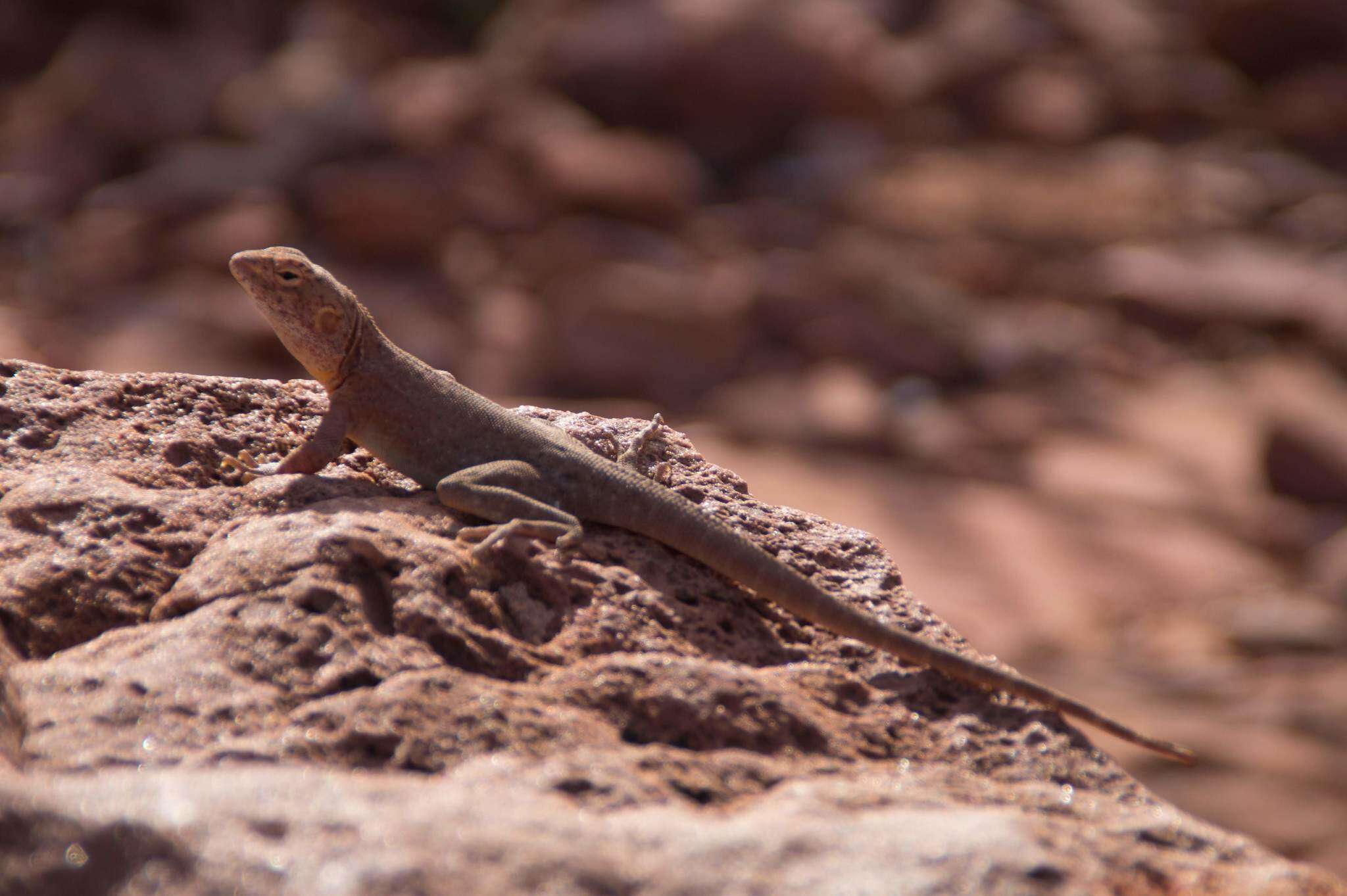 Imagem de Ctenophorus slateri (Storr 1967)