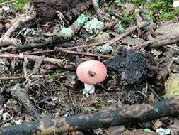 Image of Russula subtilis Burl. 1924