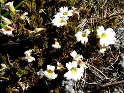 Image of Euphrasia townsonii Petrie