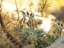 Imagem de Onosma frutescens Lam.