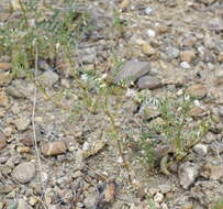 Sivun Astragalus guttatus Banks & Solander kuva