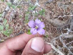 Sivun Ruellia californica subsp. peninsularis (Rose) T. F. Daniel kuva