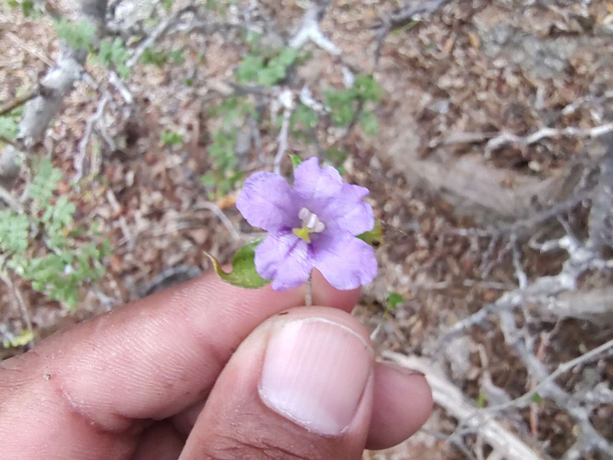 Plancia ëd Ruellia californica subsp. peninsularis (Rose) T. F. Daniel