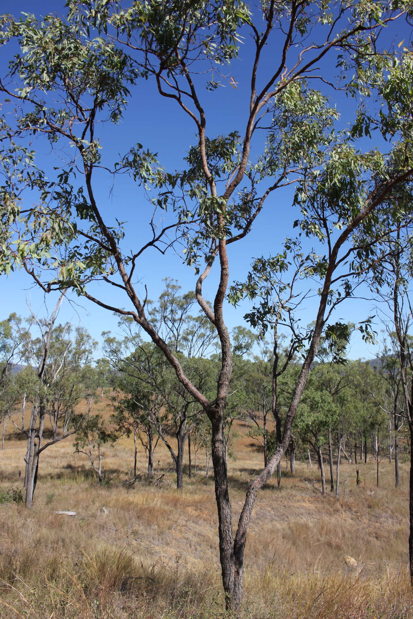 Image of Corymbia erythrophloia (Blakely) K. D. Hill & L. A. S. Johnson