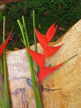 Image of Dwarf Jamaican Heliconia