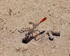 Слика од Ammophila aberti Haldeman 1852