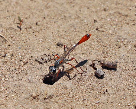 Слика од Ammophila aberti Haldeman 1852