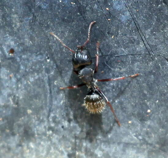 Image of Camponotus auropubens Forel 1894