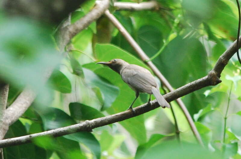 Image of Dusky Honeyeater