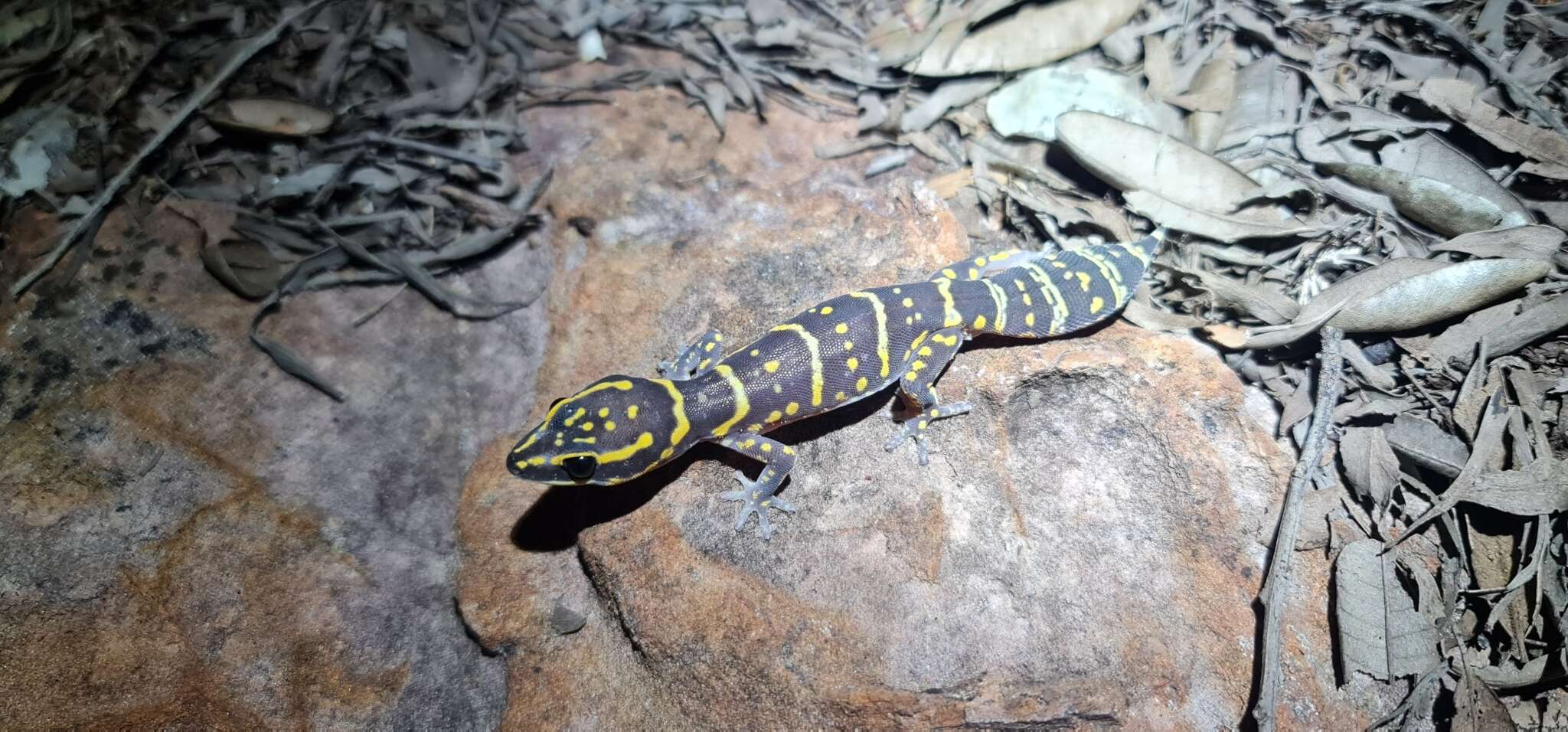 Image of Marbled Velvet Gecko
