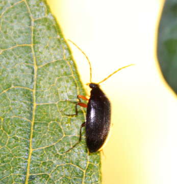 Image of Hymenalia rufipes (Fabricius 1792)