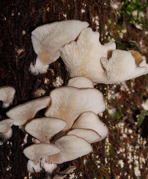 Image of Pleurotus australis Sacc. 1891