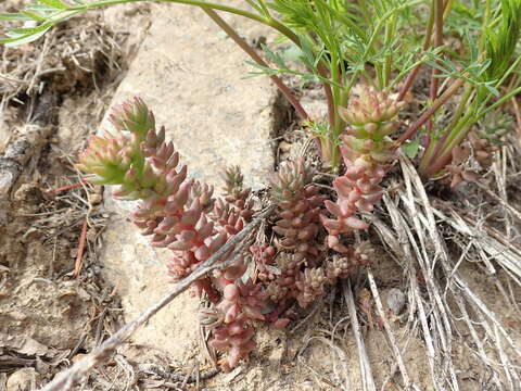 Image de Sedum rupicola G. N. Jones