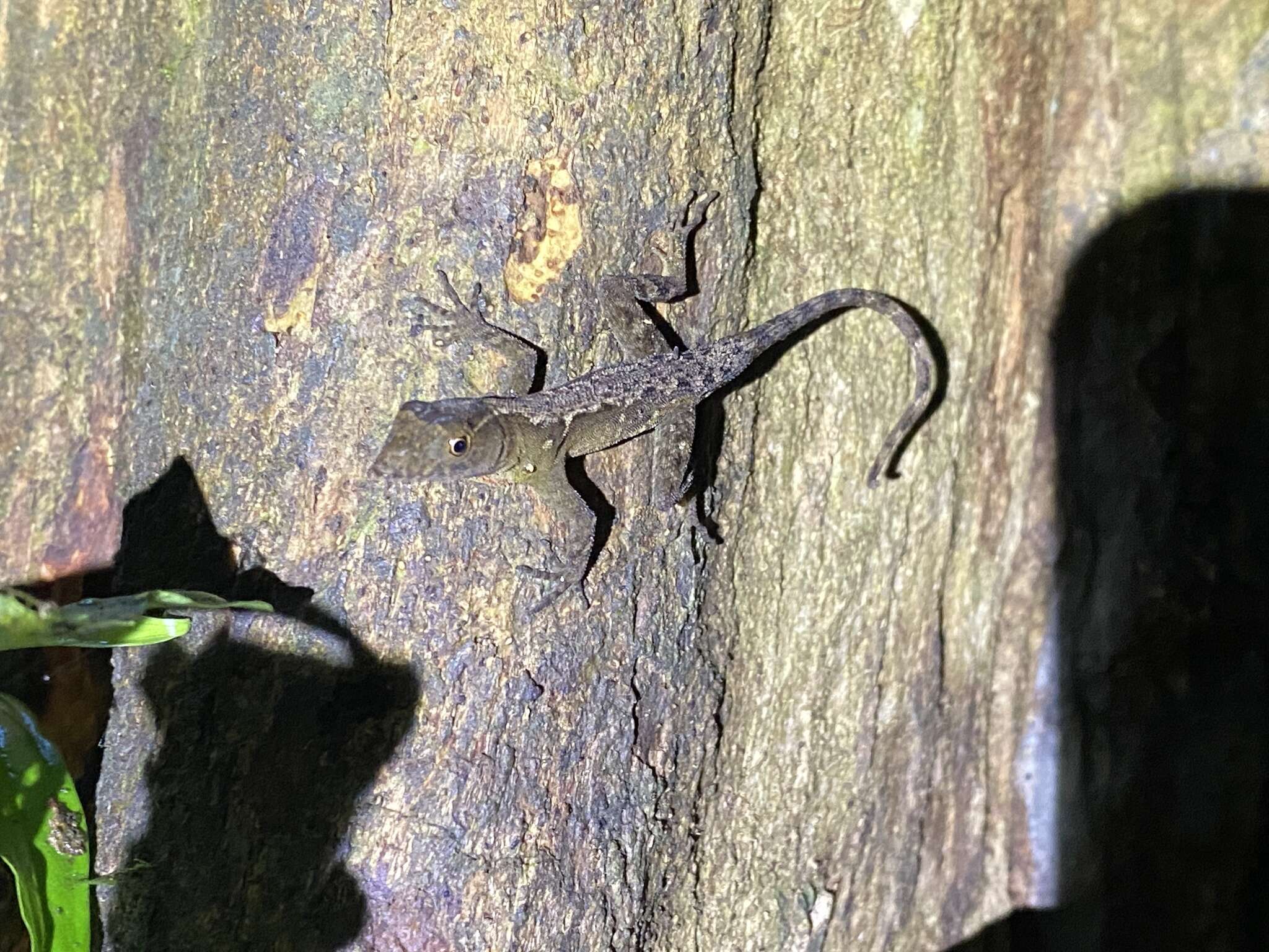 Anolis marsupialis Taylor 1956 resmi