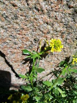 Image of medium flowered winter-cress