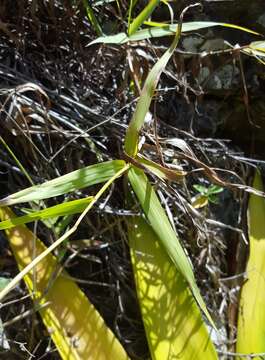 Image of Golden velvet grass