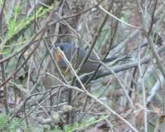 Image of Spectacled Monarch