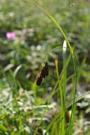 Image of Carex aterrima Hoppe