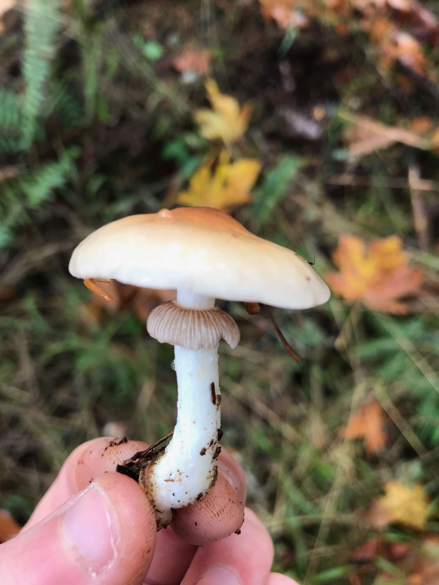 Image of Stropharia albivelata (Murrill) Norvell & Redhead 2000