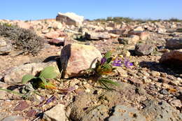 Image of Babiana curviscapa G. J. Lewis