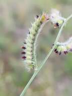 Image of Black-footed signal grass