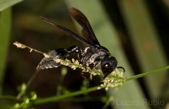 Zethus brasiliensis de Saussure的圖片