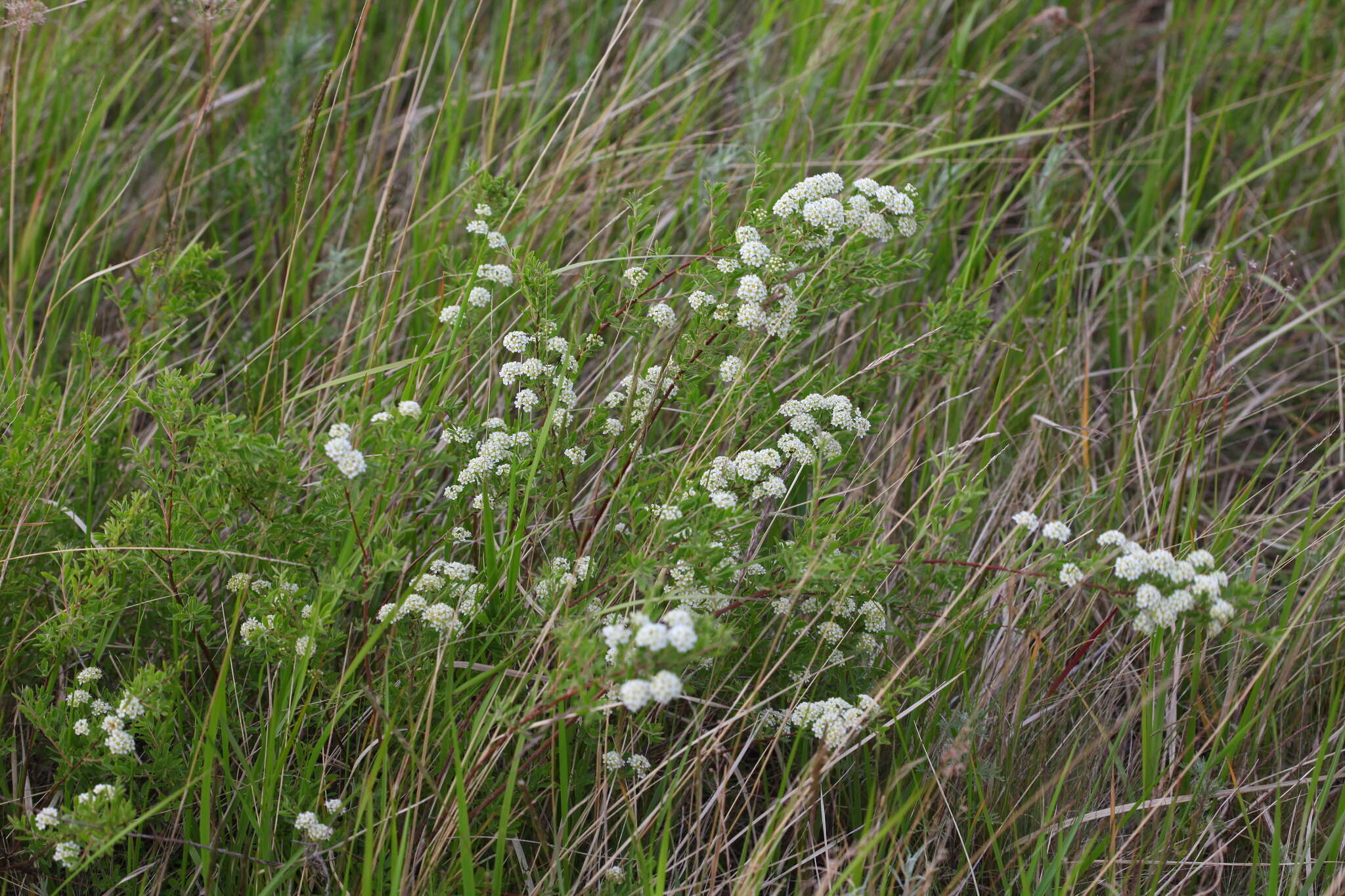 صورة Spiraea crenata L.