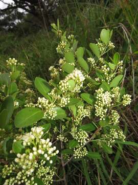 Image de Gymnosporia arenicola M. Jordaan