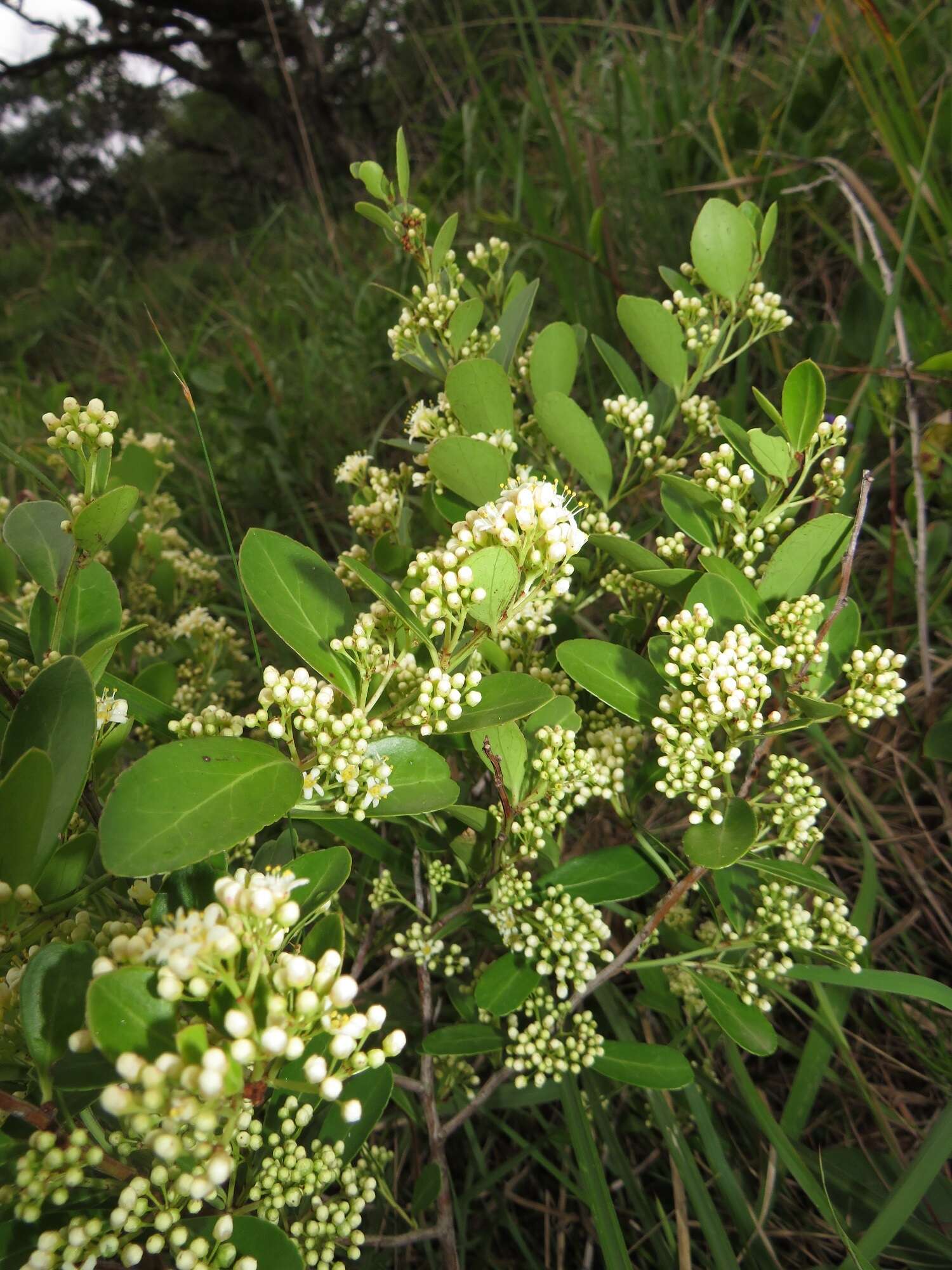 Image of Gymnosporia arenicola M. Jordaan