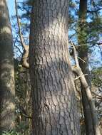 Image of Japanese Black Pine