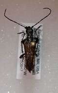 Image of Mottled Longhorned Beetle