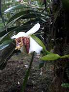 Image of Maxillaria fletcheriana Rolfe