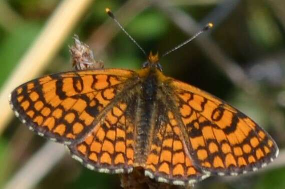 Plancia ëd <i>Melitaea deione</i>