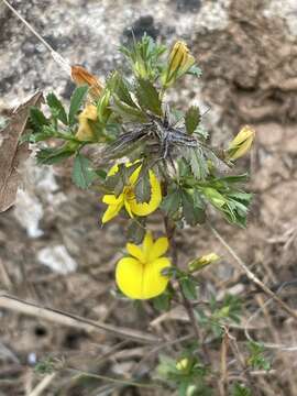 Image of Ononis minutissima L.