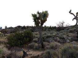 Слика од Yucca brevifolia var. brevifolia