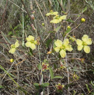 Слика од Sphedamnocarpus galphimiifolius (Juss.) Szyszyl.