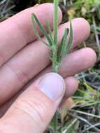 Image of Heart-Leaf Buttercup