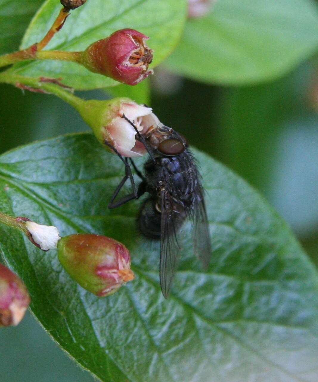 Imagem de Calliphora vicina Robineau-Desvoidy 1830