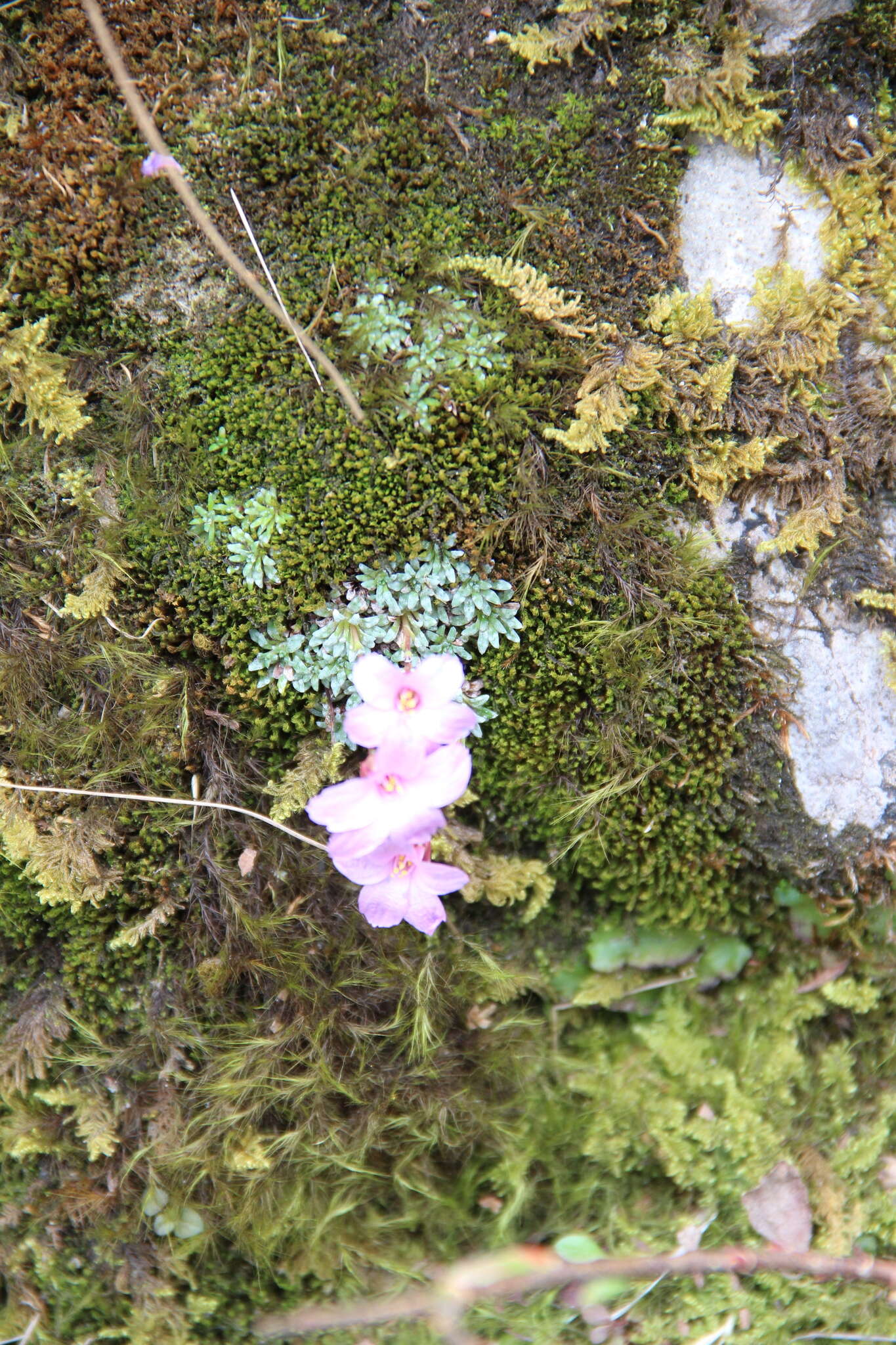 Image of Saxifraga dinnikii Schmalh. ex Akinfew