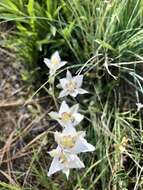 Image de Calochortus lyallii Baker