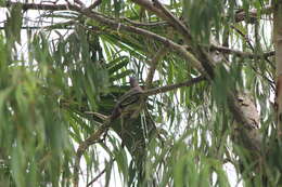 Image of Pink-necked Green Pigeon